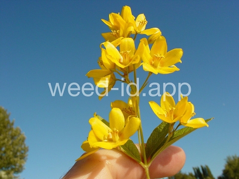 loosestrife, garden